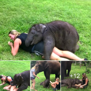 Adorable Moment: American Tourist Gets the Giggles While Cuddling Energetic Baby Elephant in Thailand